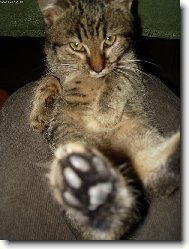 Spr�vn� ko�ka...