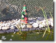 vodn��ek u nas u rybn��ka