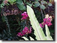 Kr�sa orchideje