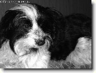 D�jina
