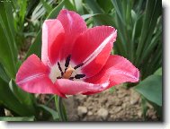 Tulip�n