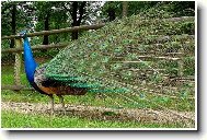 P�v v jarn�m kab�t�