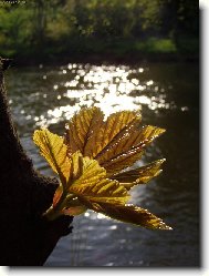 Roz��en� Jasan