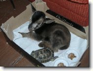 Kozl�k s �elvi�kou