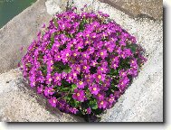 r��ov� �tverec