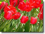 Tulip�ny