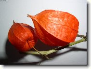 �idovsk� t�e�e�