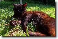 odpo�inek po bitv�