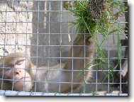 Na�e zv�dav� opi�ka Mamina