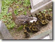 nov� �ivot se zrodil na h�bitov�