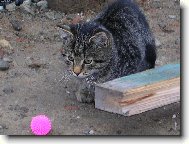 �i�ik s kuli�kou