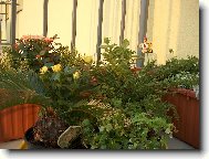 Kv�tinov� z�ti��