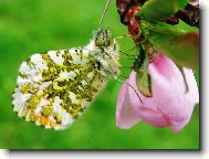 Mot�l na broskvoni