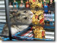 K�e�ek d�ungarsk�