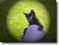 kocourek Pep��ek