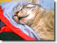 kocourek Mat�sek si d�va spac� chvilku