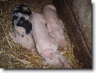 prase�� br�kov�