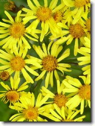 mnoho slunc� na louce