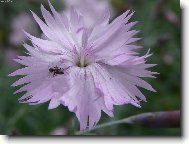 Mravene�ek na kv�tince :)