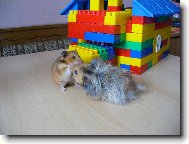 Hryzalka a St�apo�ek