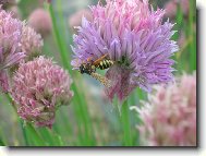 V�elka na pa�itce