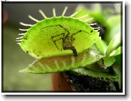 Maso�ravka s pavou�kem