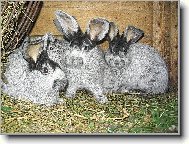 U�at�  rodinka...