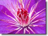 Jako z had�ch oc�sk�