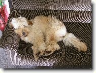 Chlupat� �t�st�