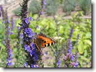 Babo�ka kop�ivov�