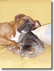 Jako pes a ko�ka...