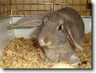 Hele, m�m pr�zdnou misku!