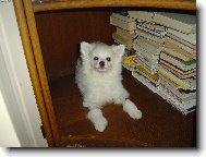 mal� �ten��ka-to v�echno jsem p�e�etla