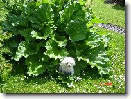 Taminka v rebarbo�e