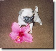 P��roda v rozkv�tu