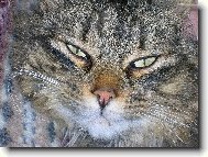 Pod�vej se mi do o��