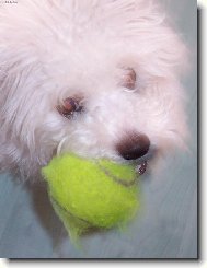 Benji a m��ek
