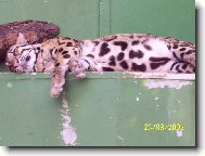 Ne�kodn� ko�i�ka...