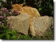 Odpoledn� siesta