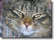 Pod�vej se mi do o��