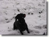 Dino chyt� vlo�ky