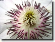 Plam�nek neboli Klematis