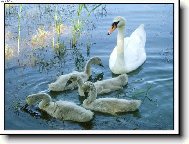 ...labut� rodinka...