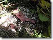 Je��� hn�zdo