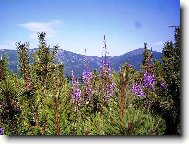 A� NA VRCHOLKY HOR