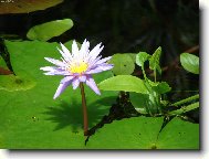 M�m se k sv�tu,u� kvetu