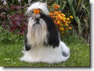 Focen� mn� bav�.