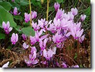 �eck� divok� brambo��ky