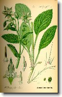 Brutn�k L�ka�sk�