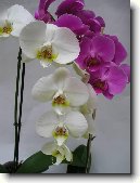 P�stov�n� orchidej�